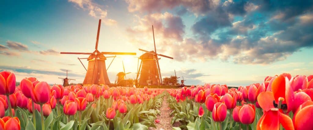 Top 5 Universities in the Netherlands for Master’s Degrees image